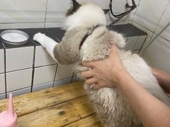 -宠颐生动物医院·猫科·心脏科(海口分院)