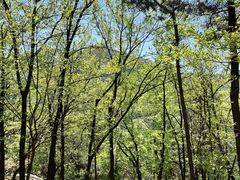 -沂蒙山旅游区云蒙景区(蒙山国家森林公园)