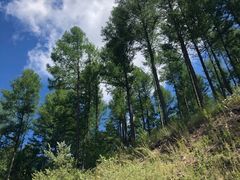 -塞罕坝国家级自然保护区