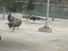 -青峰峡国家森林公园