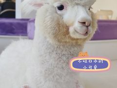 -怪兽屋·羊驼·猫咖·狗咖(俊华广场店)