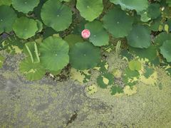 -沐仙湖湿地公园