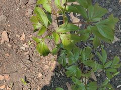 -黑龙江省森林植物园