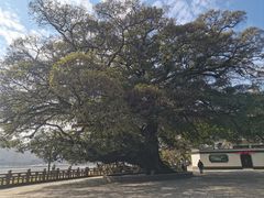 -江心屿景区