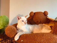-Cappucimeow猫咪咖啡馆(韦伯时代店)
