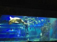 -苏州海洋馆