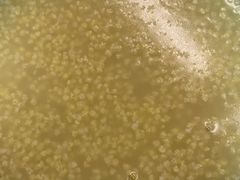 -众品老方子锅贴甜沫(李村店)