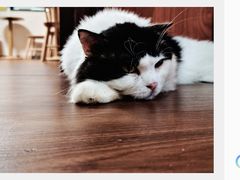 -楼上猫咖(罗湖店)