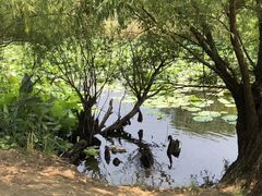 -长兴太湖图影湿地文化园