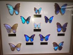 -上海昆虫博物馆