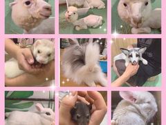 -藦茜花园宠物主题亲子互动体验馆(国顺东路店)