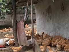 -满記土窑烧鷄波浪山莊