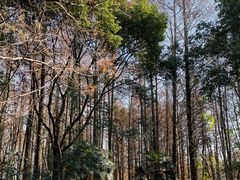 -同里国家湿地公园