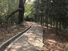 -中山市树木园