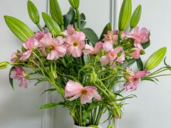 -武汉花鸟市场