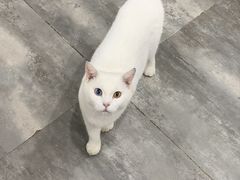 -楼上猫咖(罗湖店)