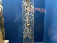 -浙江自然博物院(杭州馆)
