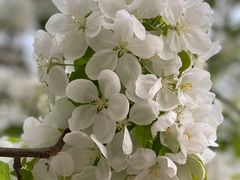 -海棠花溪(元大都城垣遗址公园)