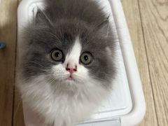 -欣宠猫屋·矮脚拿破仑·蓝金金渐层