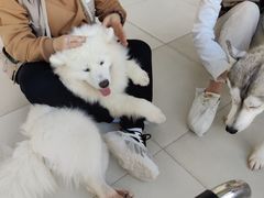 -怪兽屋·羊驼·猫咖·狗咖(俊华广场店)