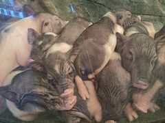 -正佳雨林生态植物园