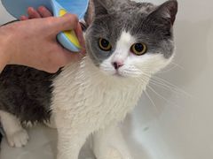 -momokira米努特·德文卷毛猫·棉花面纱犬