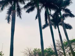 -海珠湖公园