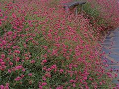 -松山湖梦幻百花洲