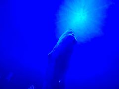 -海合安成都极地海洋公园