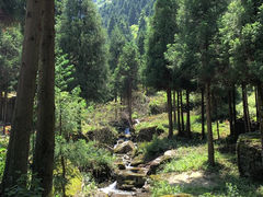 -重庆睡佛山森林公园