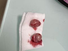 -宠福鑫康馨动物医院·骨科·眼科