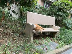 -攀枝花·任德琼·盐边羊肉米线