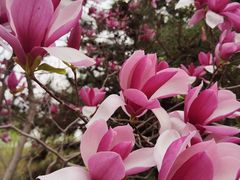 -大兴滨河森林公园