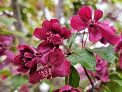 -海棠花溪(元大都城垣遗址公园)