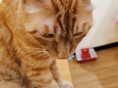 -滚猫咖啡·猫咖·猫友好撸猫(未来城店)