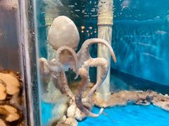 -四海蒸鲜蒸汽海鲜自助(北戴河店)