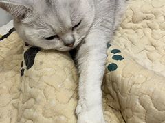 -是阿柴呀！柴犬咖啡·爱喵喵猫咖