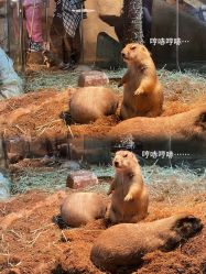 -Zoolung Zoolung动物主题公园(海信广场店)