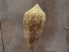 -烟台自然博物馆