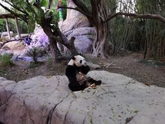-广州长隆野生动物世界