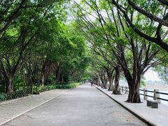 -大湾区中央湿地公园
