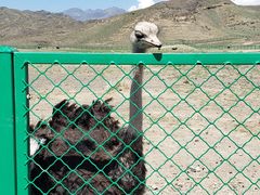 -新疆天山野生动物园