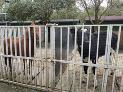 -洪湖家庭农场·团建·露营·会议