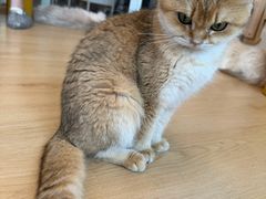 -有喵·猫咖·狗咖·30几只猫10只小狗(岗厦店)