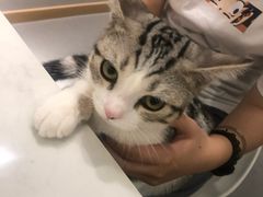 -飞行喵MR PILOT|猫舍·猫咖(静安大融城店)