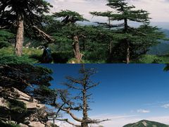 -朱雀国家森林公园