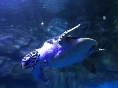 -太平洋海底世界餐厅