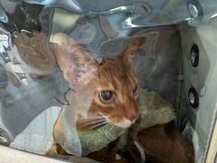 -纳吉亚猫专科动物诊疗中心(蒋宅口分院)