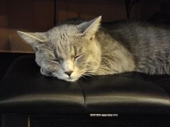 -猫岛主趣味餐厅(鼓浪屿店)