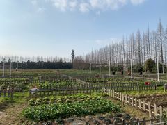 -上海长兴岛郊野公园